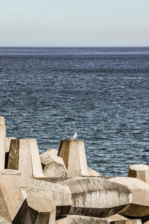 Sea Bird