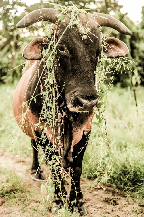 Botanical Bull by Shot by Clint wall art