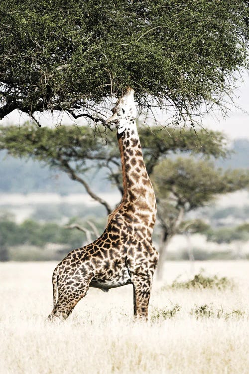Stretch
