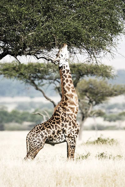 Giraffes: Stretch by Shot by Clint