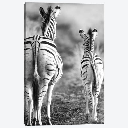 Striped Horse Back-side Canvas Print #SBC178} by Shot by Clint Canvas Wall Art