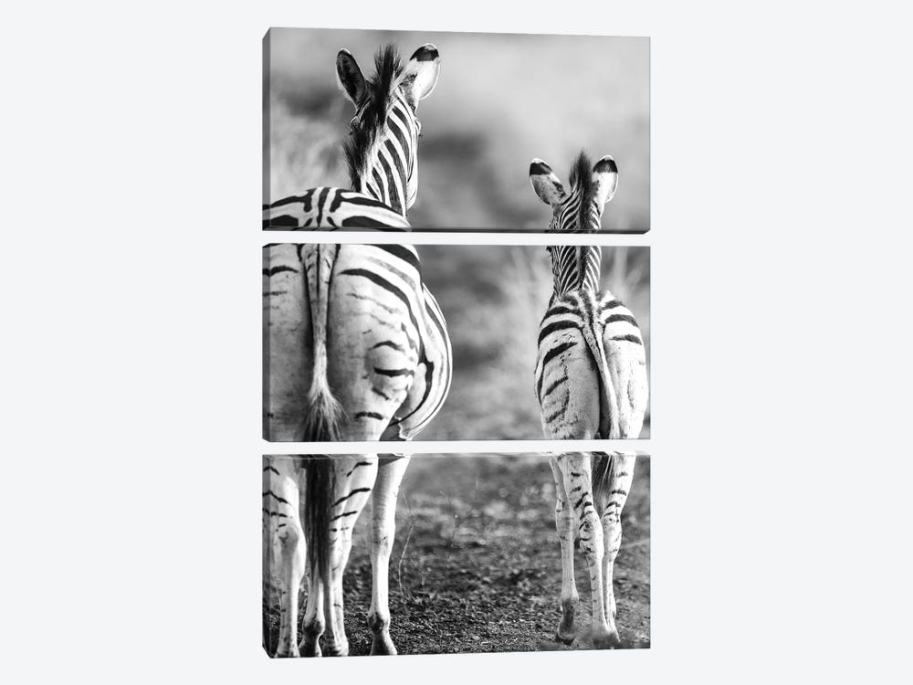 Striped Horse Back-side by Shot by Clint 3-piece Canvas Art Print