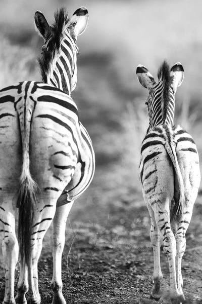 Zebras: Striped Horse Back-side by Shot by Clint