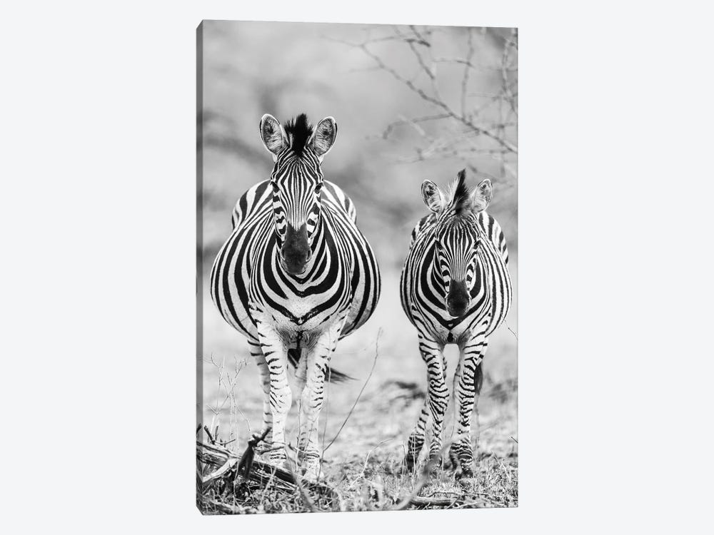 Striped Horse Front-on by Shot by Clint 1-piece Canvas Artwork