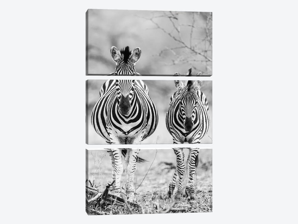 Striped Horse Front-on by Shot by Clint 3-piece Canvas Artwork