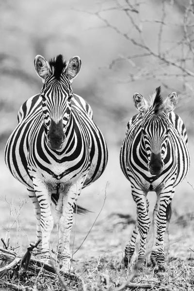 Zebras: Striped Horse Front-on by Shot by Clint