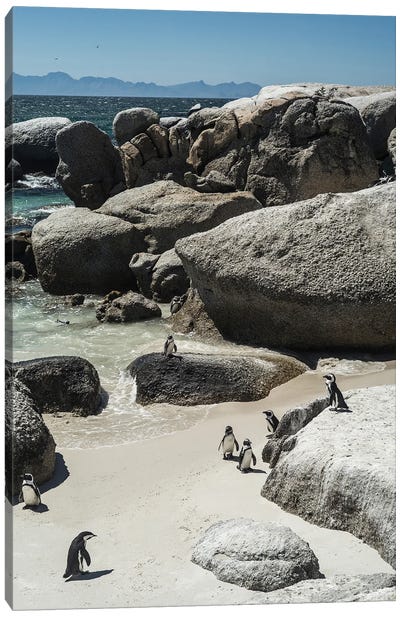 Boulders Beach Canvas Art Print - Cape Town