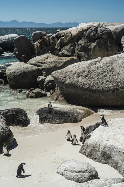 Penguins: Boulders Beach by Shot by Clint