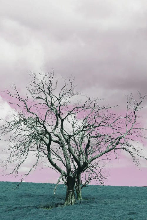 Suesscape III by Shot by Clint wall art