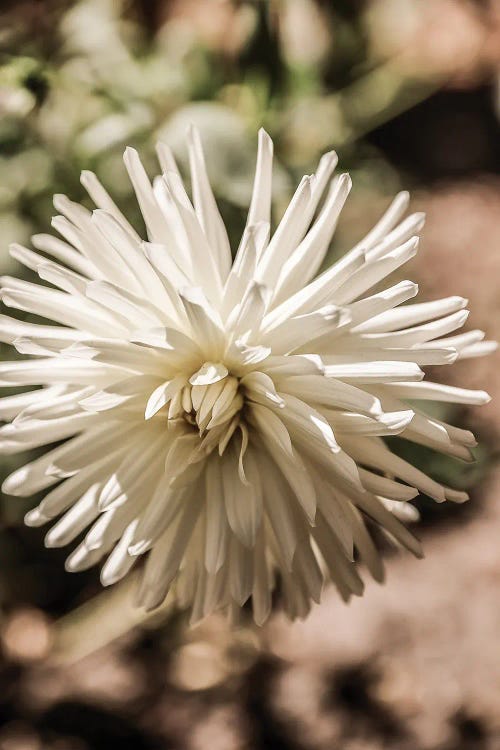 Summer Bloom