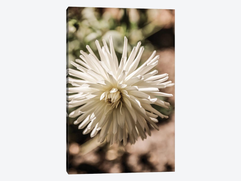 Summer Bloom by Shot by Clint 1-piece Canvas Print
