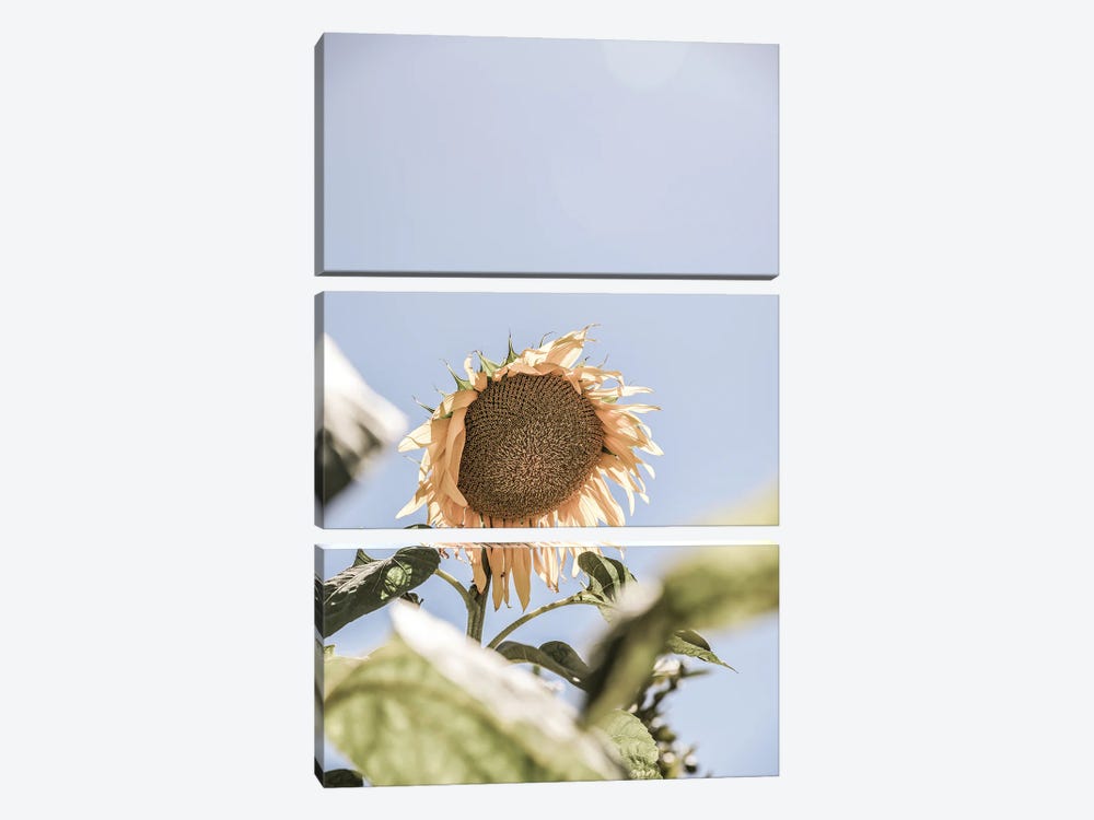 Sun Bloom by Shot by Clint 3-piece Canvas Artwork
