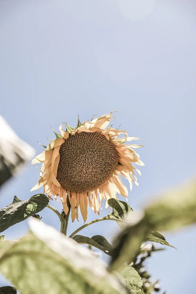 Fine Art Print: Sun Bloom by Shot by Clint