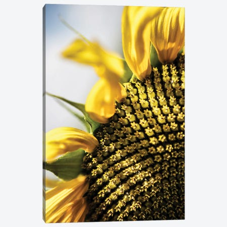 Sunflower Canvas Print #SBC185} by Shot by Clint Canvas Wall Art