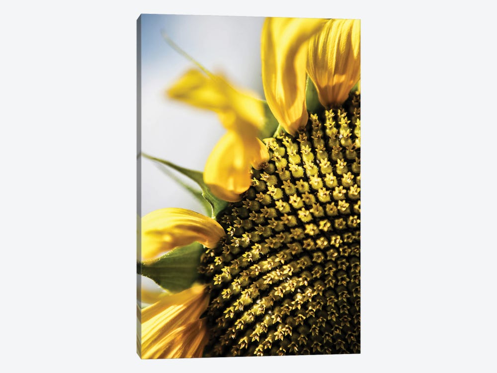 Sunflower by Shot by Clint 1-piece Canvas Art Print