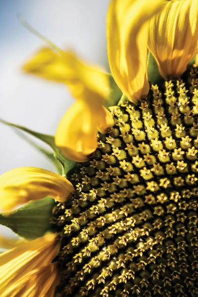 Fine Art Print: Sunflower by Shot by Clint