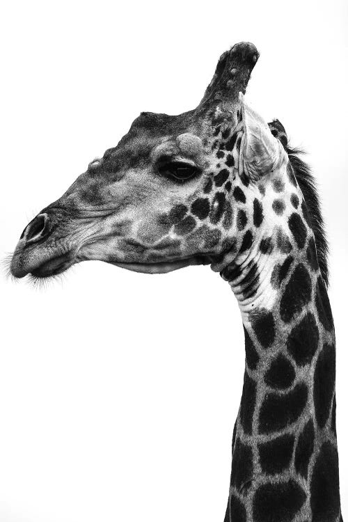 Super Safari I by Shot by Clint wall art