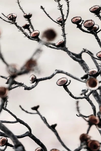 Protea: Swartberg Protea III by Shot by Clint