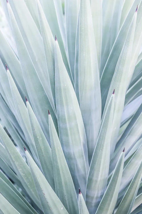 Tequilana by Shot by Clint wall art