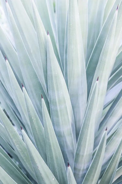 Tequilana