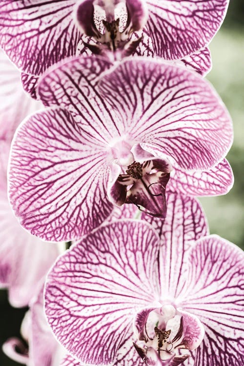 Tiger Blooms by Shot by Clint wall art