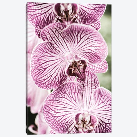 Tiger Blooms Canvas Print #SBC198} by Shot by Clint Canvas Art