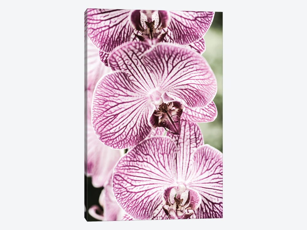 Tiger Blooms by Shot by Clint 1-piece Canvas Print