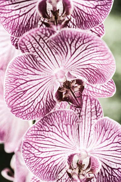 Orchids: Tiger Blooms by Shot by Clint