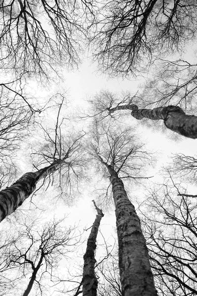 Tree Study VII by Shot by Clint canvas print