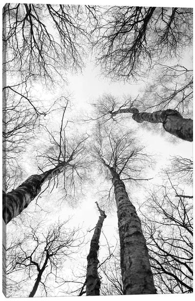 Tree Study VII Canvas Art Print - Shot by Clint