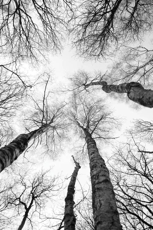 Tree Study VII by Shot by Clint wall art