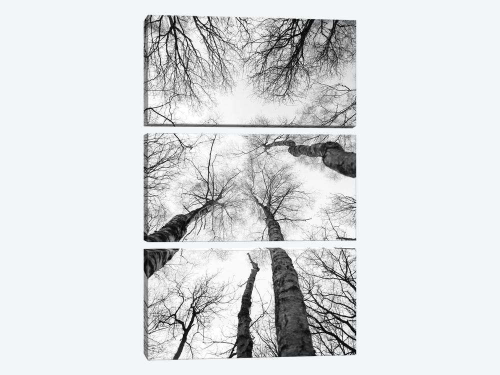 Tree Study VII by Shot by Clint 3-piece Canvas Artwork