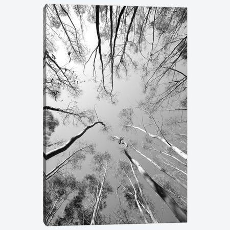 Tree Study XII Canvas Print #SBC201} by Shot by Clint Canvas Artwork