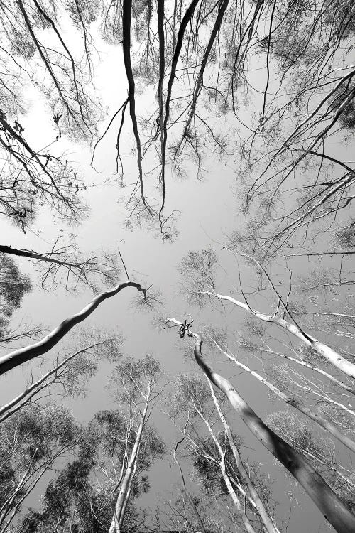 Tree Study XII by Shot by Clint wall art