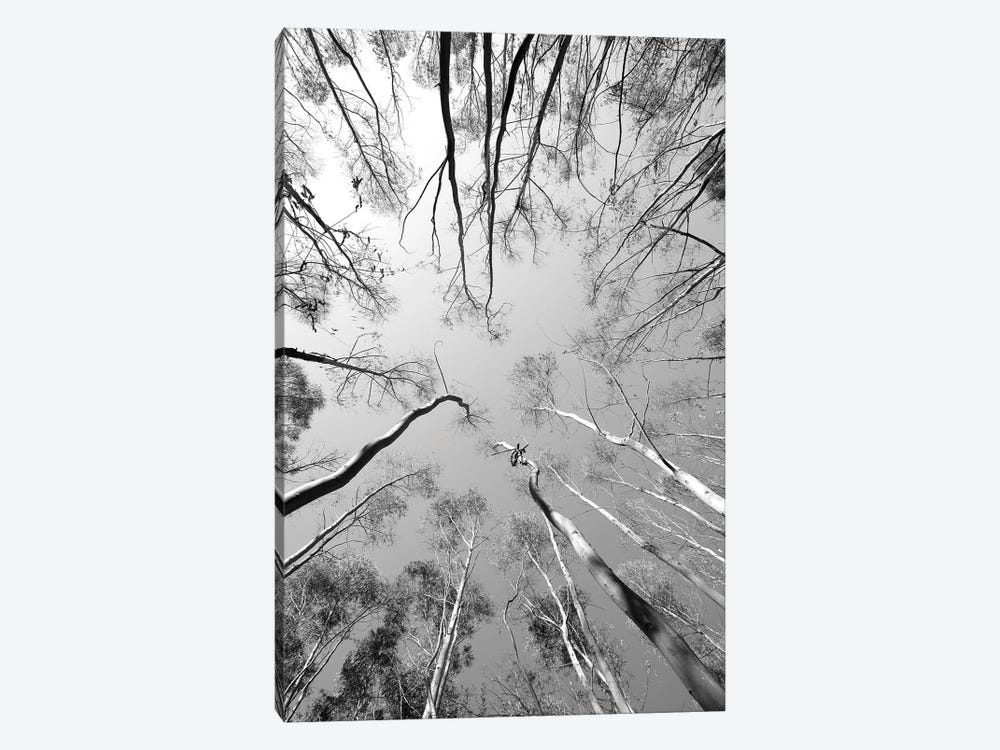 Tree Study XII by Shot by Clint 1-piece Art Print