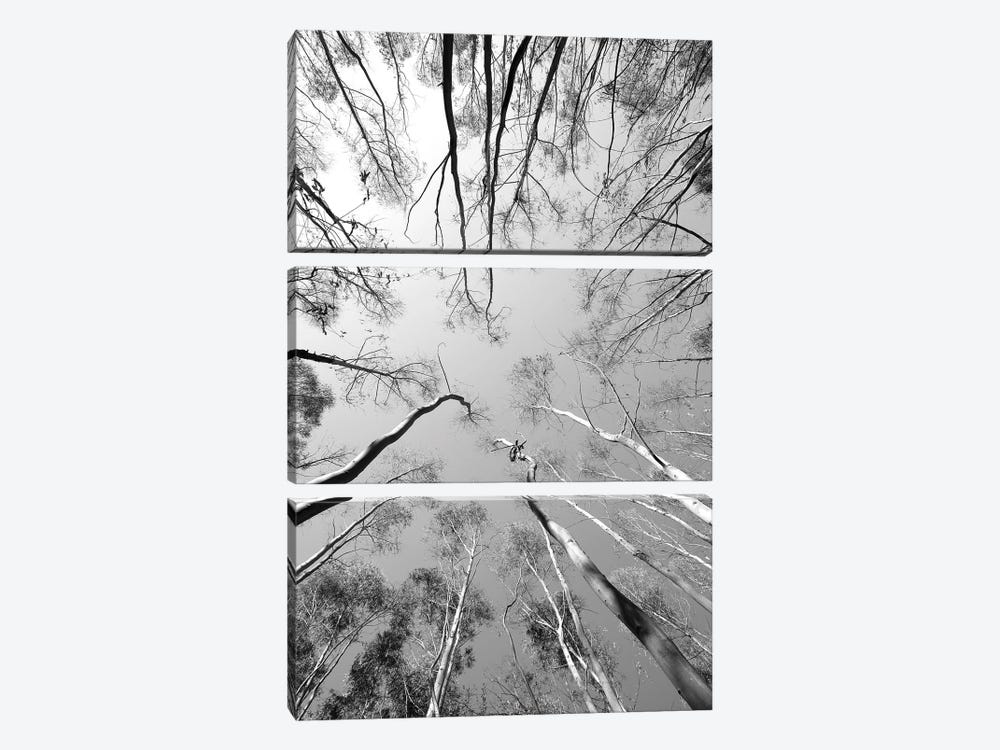 Tree Study XII by Shot by Clint 3-piece Canvas Print