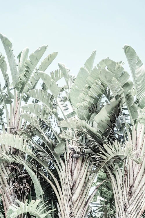 Tropicana by Shot by Clint wall art