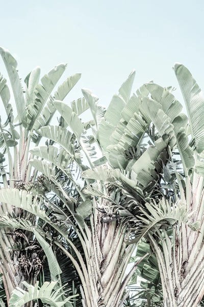 Fine Art Print: Tropicana by Shot by Clint