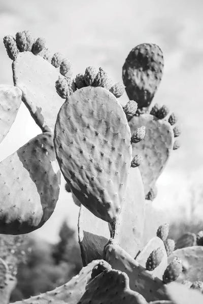 Cacti Cowboy I