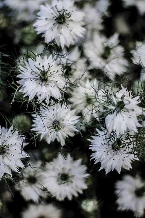 Wild Daisey by Shot by Clint wall art
