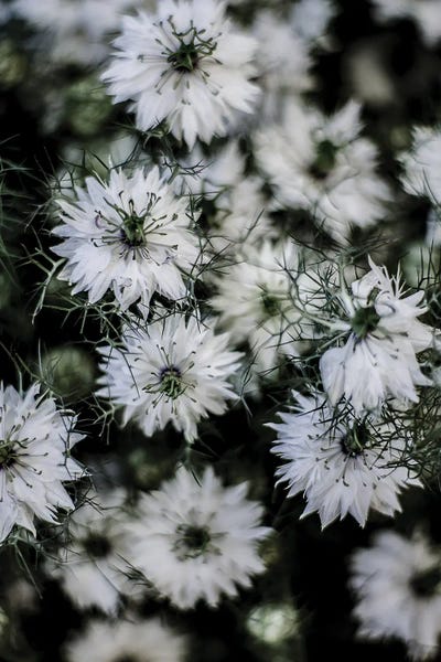 Daisies: Wild Daisey by Shot by Clint