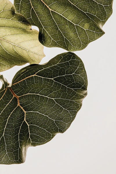 Natural Elements: Abutifolia I by Shot by Clint