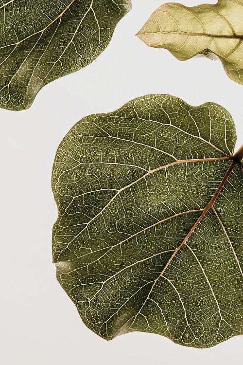 Abutifolia II by Shot by Clint wall art