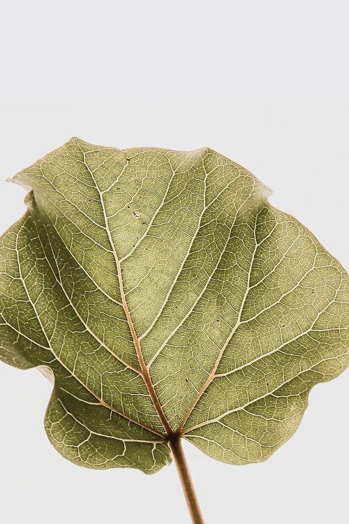 Abutifolia III by Shot by Clint wall art