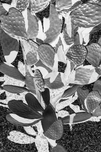 Succulents: Cacti Cowboy II by Shot by Clint