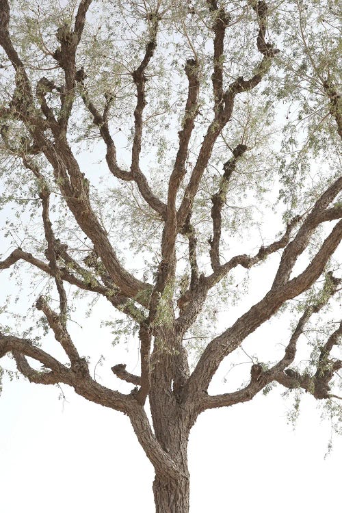 Acacia by Shot by Clint wall art