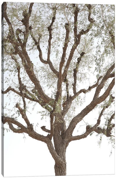 Acacia Canvas Art Print - Shot by Clint