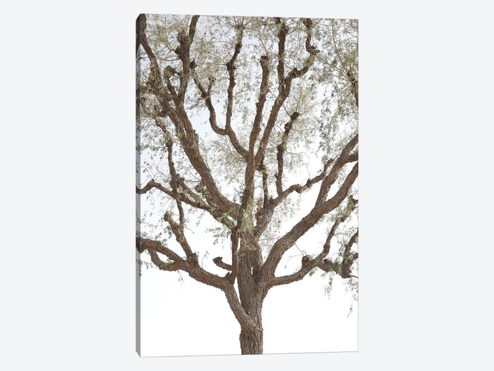 Acacia by Shot by Clint 1-piece Canvas Wall Art