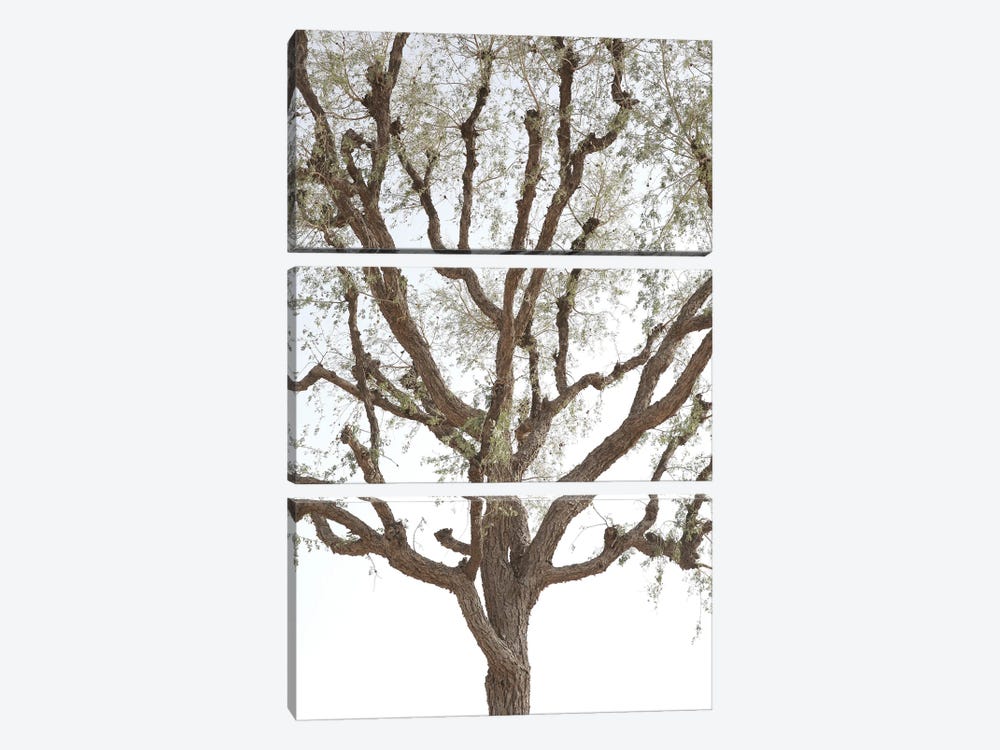 Acacia by Shot by Clint 3-piece Canvas Art