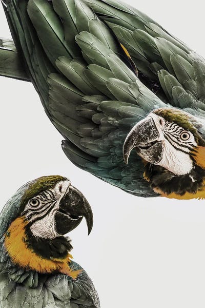 Parrots: Amazonia by Shot by Clint